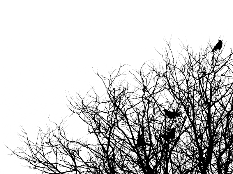 crows